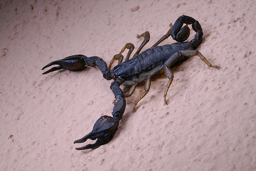 Scorpioni In Casa Sono Un Pericolo Exera Srl