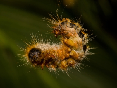 processionaria-del-pino (2)