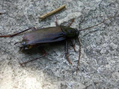 Scarafaggio Nero Comune